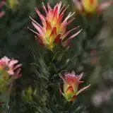 Mimetes Crackerjack Red Mimetes Crackerjack Red