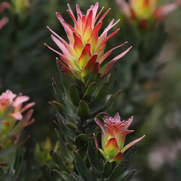 Mimetes Crackerjack Red Mimetes Crackerjack Red