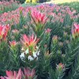 Mimetes Crackerjack Red 26 P10mimcre - Garden Express Australia