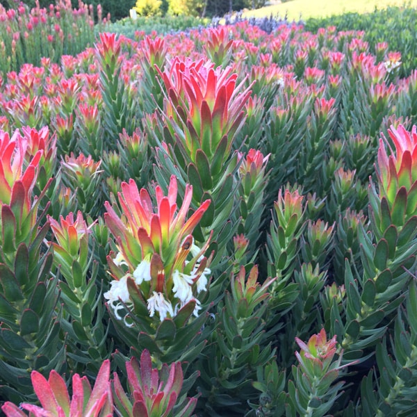 Mimetes Crackerjack Red Mimetes Crackerjack Red