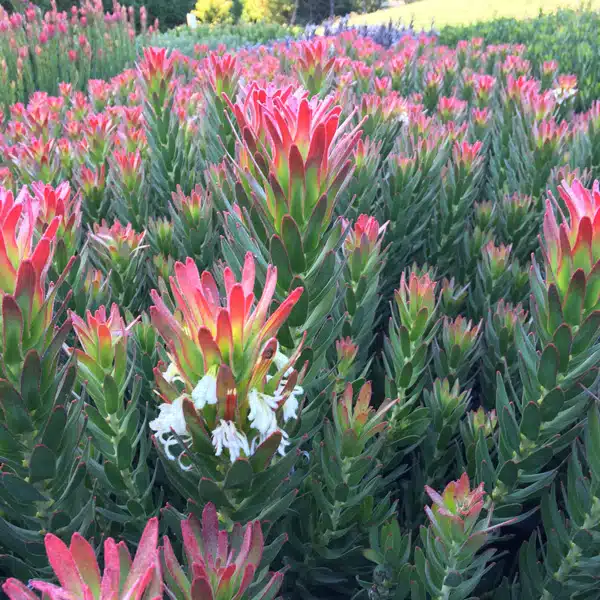 Mimetes Crackerjack Red Mimetes Crackerjack Red