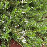 Myoporum Broad Leaf Creeping Boobialla White Myoporum Broad Leaf Creeping Boobialla White