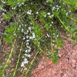 Myoporum Broad Leaf Creeping Boobialla White Lpomyoblw - Garden Express Australia