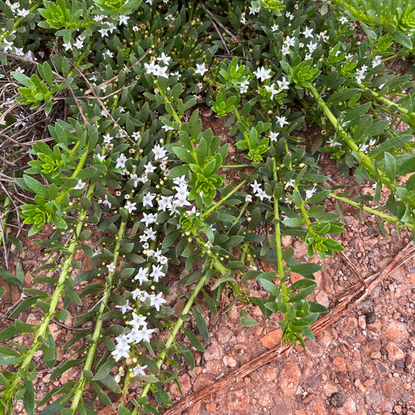 Myoporum Broad Leaf Creeping Boobialla White