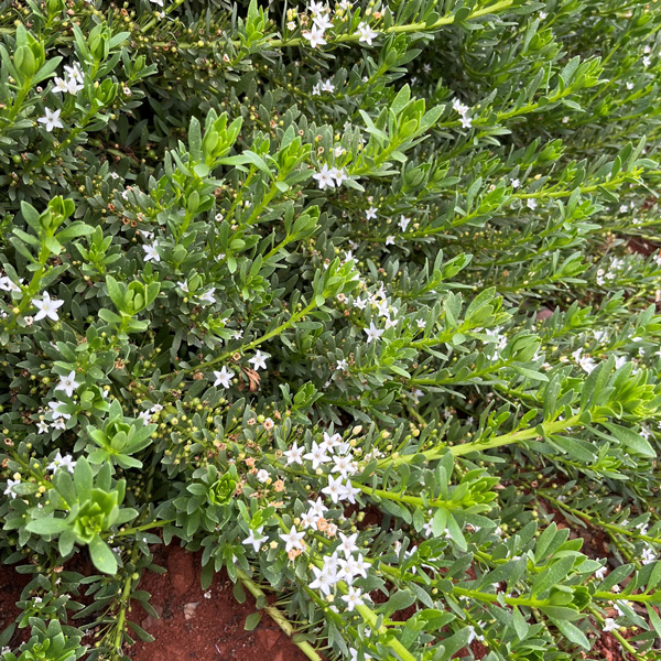 Myoporum Broad Leaf Creeping Boobialla White