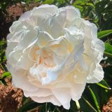 Peony Rose Cheddar Supreme Pkprochs - Garden Express Australia