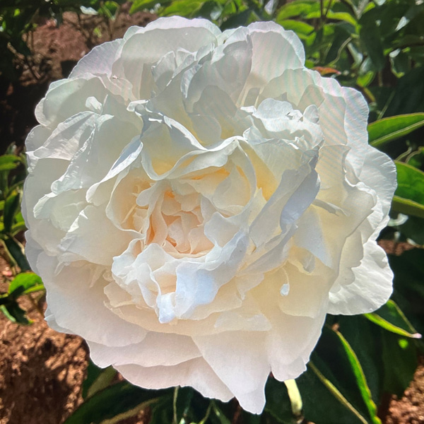 Peony Rose Cheddar Supreme Peony Rose Cheddar Supreme