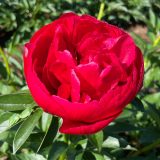 Peony Rose Rosedale Pkproros - Garden Express Australia