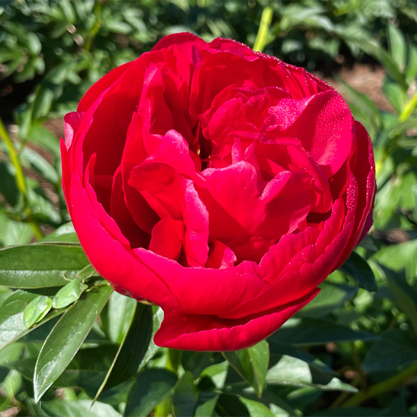 Peony Rose Rosedale Peony Rose Rosedale