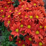 Pot Mum Chrysanthemum Choke Red P10pmucrd - Garden Express Australia