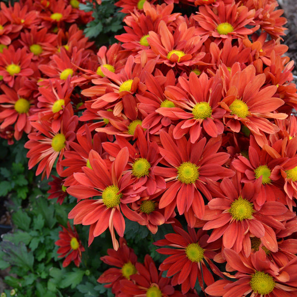 Pot Mum Chrysanthemum- Choke Red