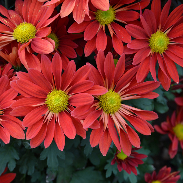 Pot Mum Chrysanthemum- Choke Red