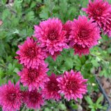 Pot Mum Chrysanthemum- Quadrille Purple Pot Mum Chrysanthemum- Quadrille Purple