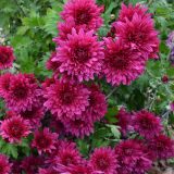 Pot Mum Chrysanthemum Quadrille Purple P10pmuqpu - Garden Express Australia