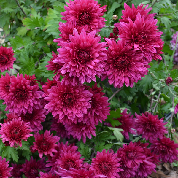 Pot Mum Chrysanthemum- Quadrille Purple
