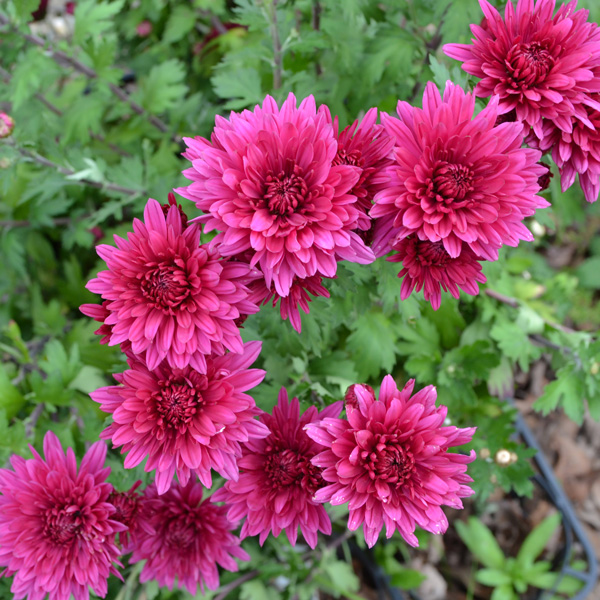 Pot Mum Chrysanthemum- Quadrille Purple