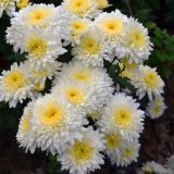 Pot Mum Chrysanthemum- Reggae White Pot Mum Chrysanthemum- Reggae White