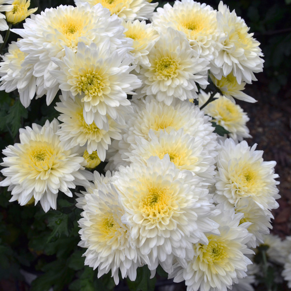Pot Mum Chrysanthemum- Reggae White