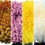 Pot Mum Kena Chrysanthemum Collection Colpmukco - Garden Express Australia