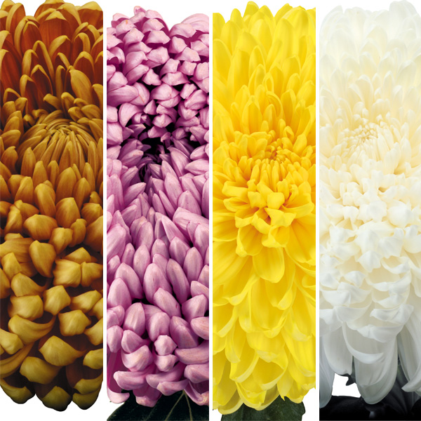 Pot Mum Kena Chrysanthemum Collection