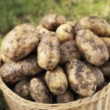 Certified Seed Potato Delaware Certified Seed Potato Delaware