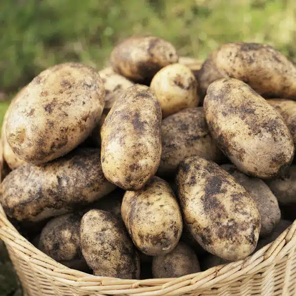 Certified Seed Potato Delaware