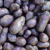 Certified Seed Potato Imperial Blue
