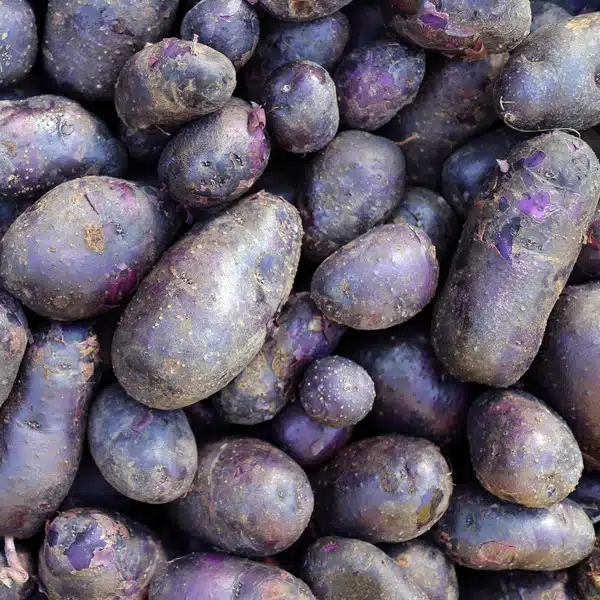 Certified Seed Potato Imperial Blue
