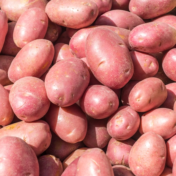 Certified Seed Potato Red Lady Certified Seed Potato Red Lady