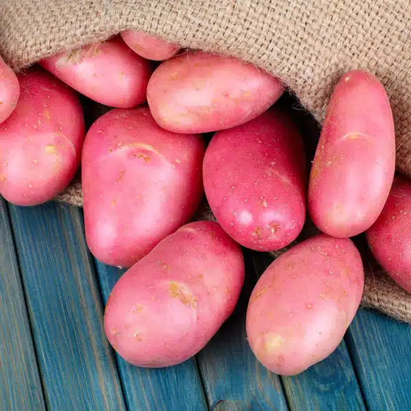 Certified Seed Potato Rodeo
