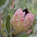 Protea Australis Passion P10proapa - Garden Express Australia