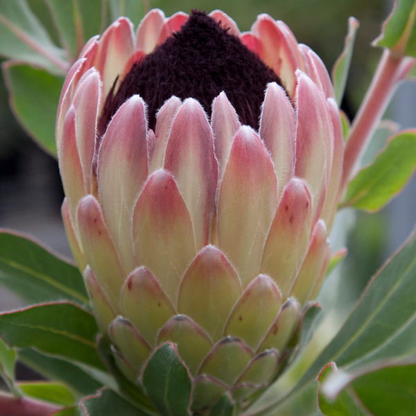 Protea Australis Passion Protea Australis Passion