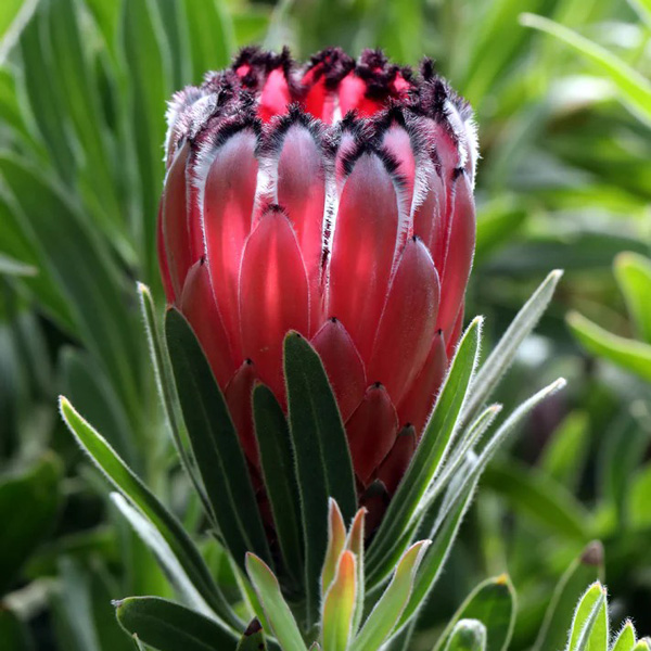 Protea Australis Ruby
