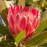 Protea Bot River Red P75probrr - Garden Express Australia