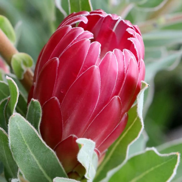 Protea Brenda