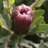 Protea Christine Protea Christine