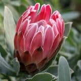 Protea Christine Protea Christine