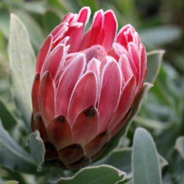 Protea Christine Protea Christine