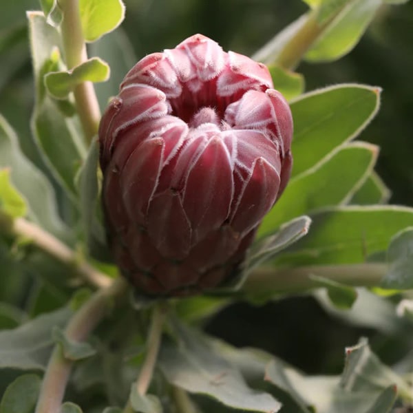 Protea Christine Protea Christine