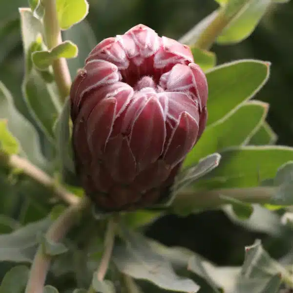 Protea Christine