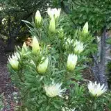 Protea Honeyglow Protea Honeyglow