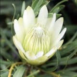 Protea Honeyglow