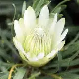 Protea Honeyglow P10prohon - Garden Express Australia