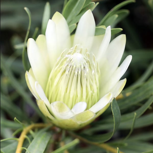 Protea Honeyglow