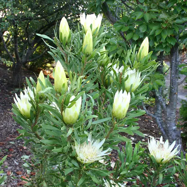 Protea Honeyglow Protea Honeyglow