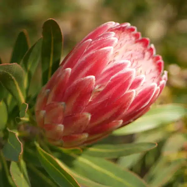 Protea Lancelot Protea Lancelot