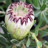 Protea Limelight