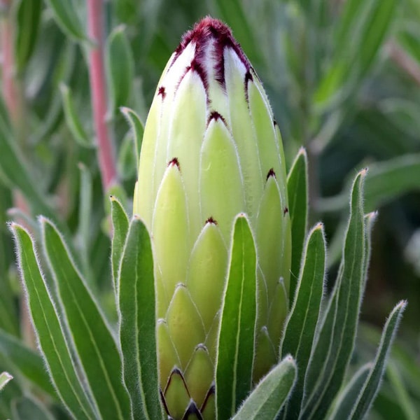 Protea Limelight