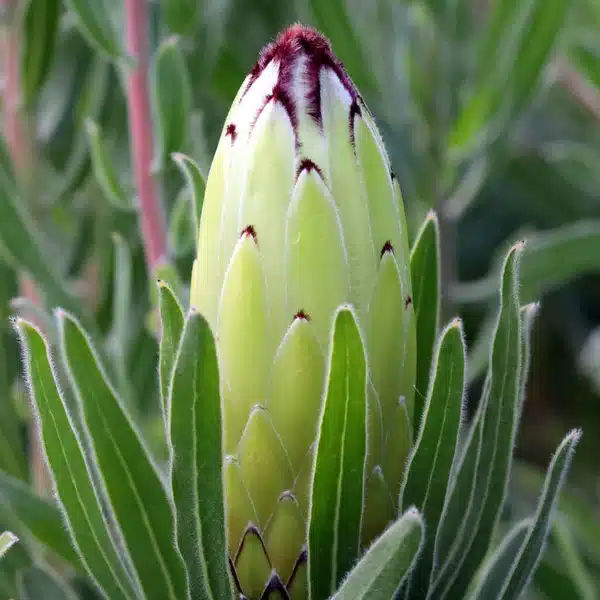Protea Limelight Protea Limelight