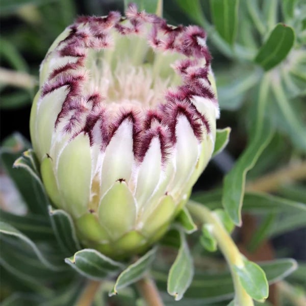 Protea Limelight